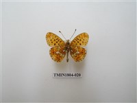 藏品(珍珠珀豹蛺蝶)的圖片